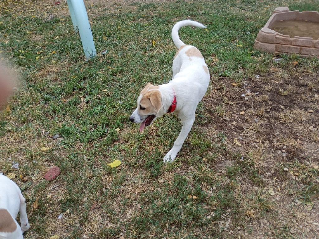 Enlarge Spud, a Adoptable mixed breed in Crocker, MO image 3/3