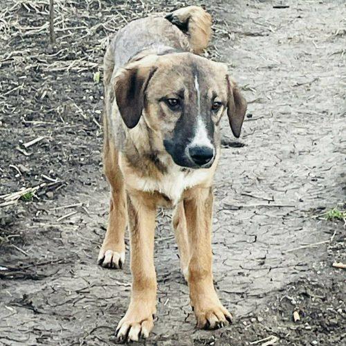 Robbie, Adoptable, Young Male Mixed Breed.