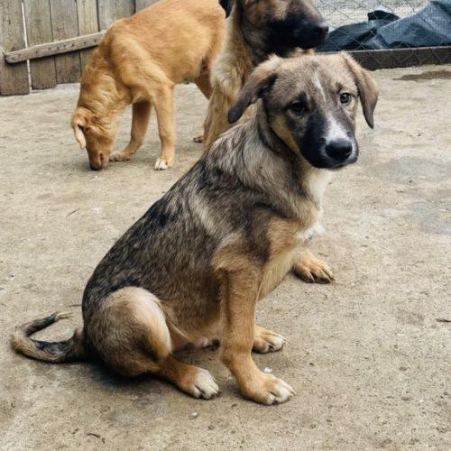 Enlarge Robbie, a Adoptable mixed breed in Verona, NJ image 3/4