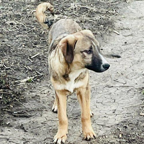 Enlarge Robbie, a Adoptable mixed breed in Verona, NJ image 4/4