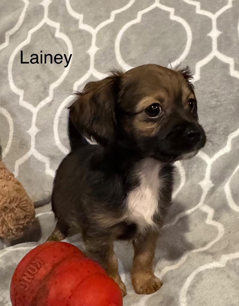 Lainey, a Adoptable mixed breed in Junction, TX image 1/4