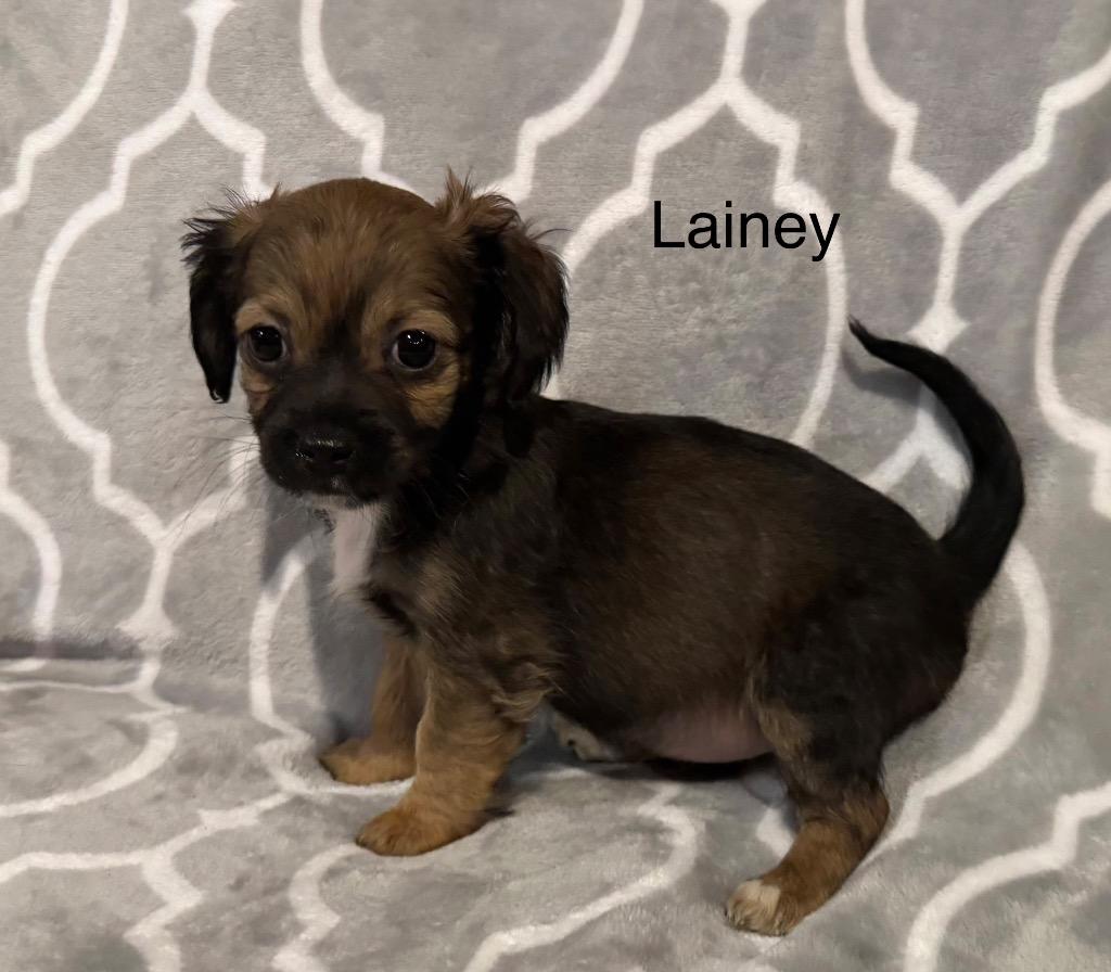 Lainey, a Adoptable mixed breed in Junction, TX image 2/4