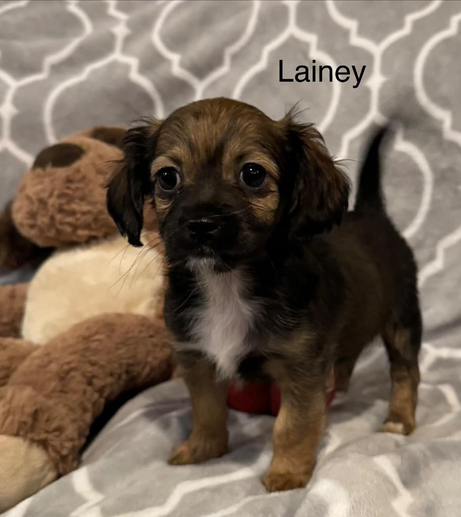 Lainey, a Adoptable mixed breed in Junction, TX image 3/4