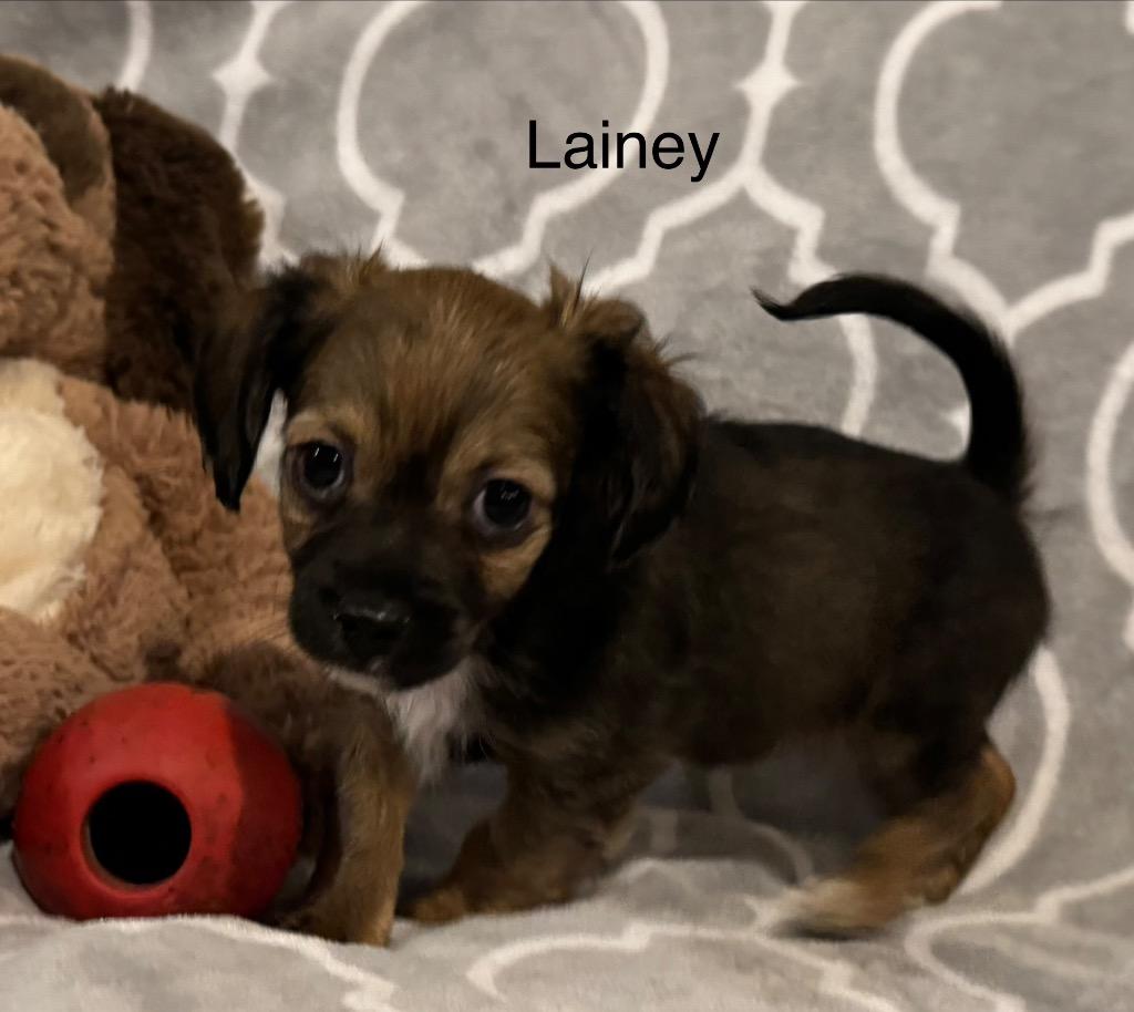 Lainey, a Adoptable mixed breed in Junction, TX image 4/4