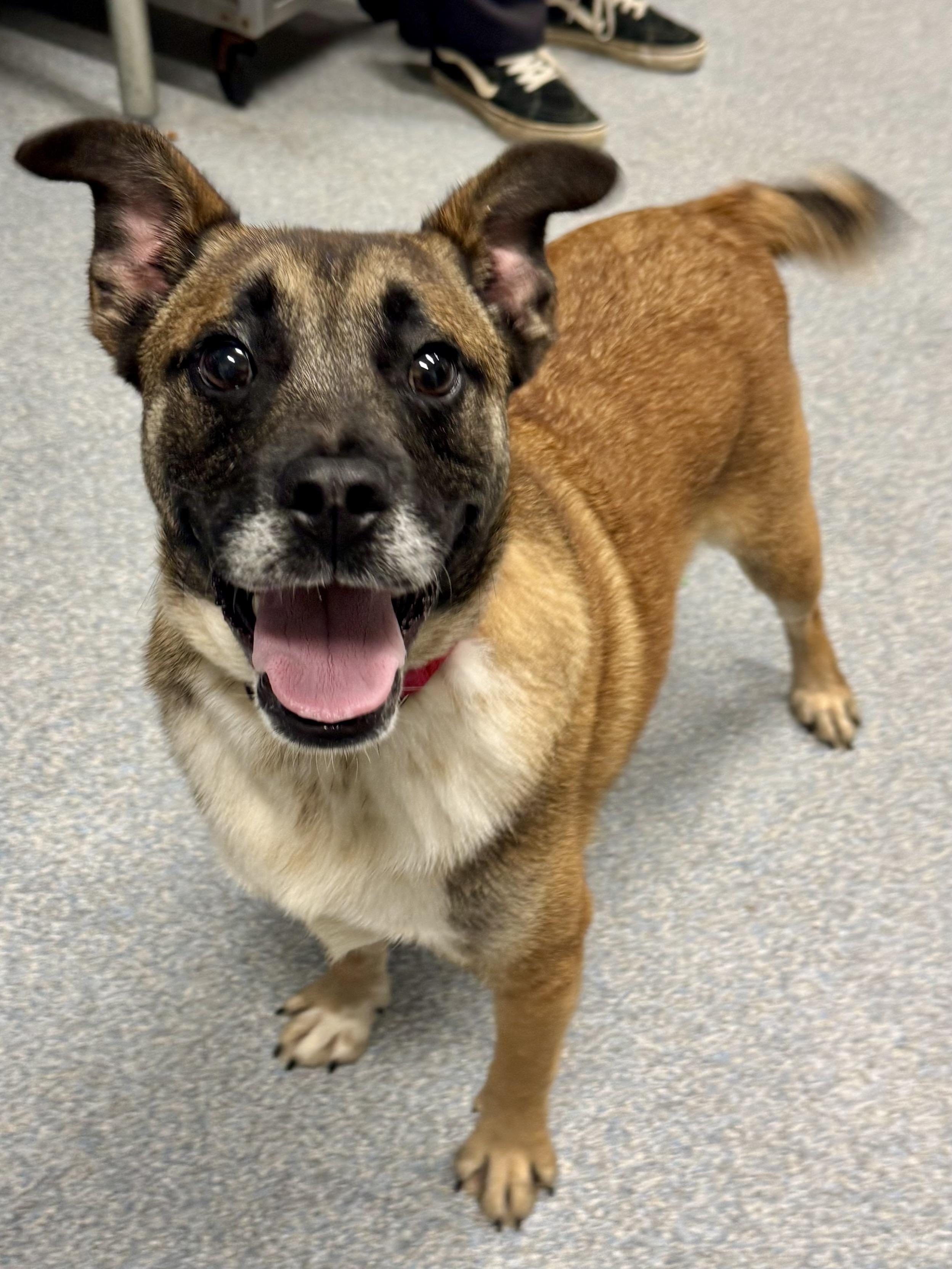 Boone, ADOPTABLE, Adult Male Mixed Breed.