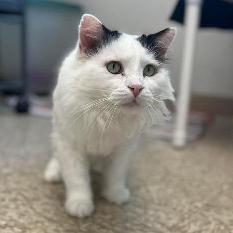 Cliff, Adoptable, Adult Male Domestic Medium Hair.