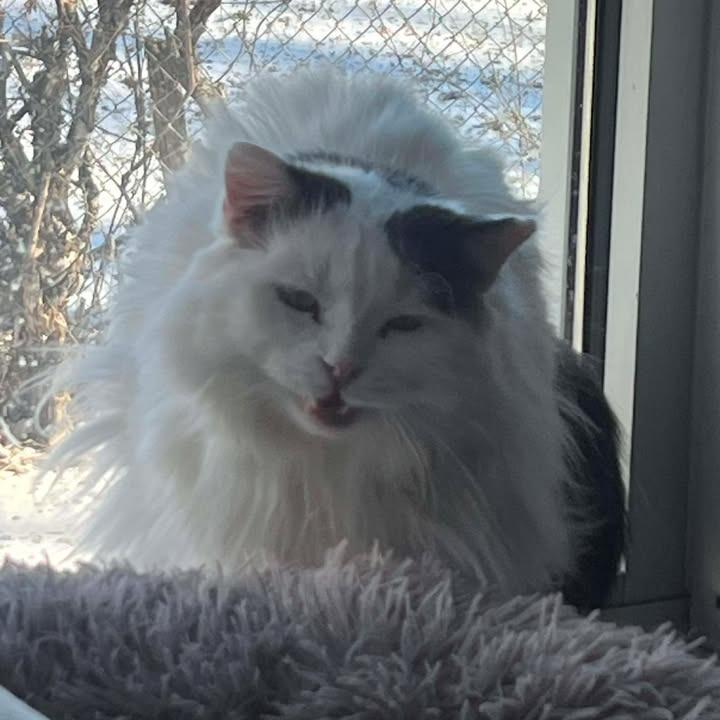 Cliff, Adoptable, Adult Male Domestic Medium Hair.