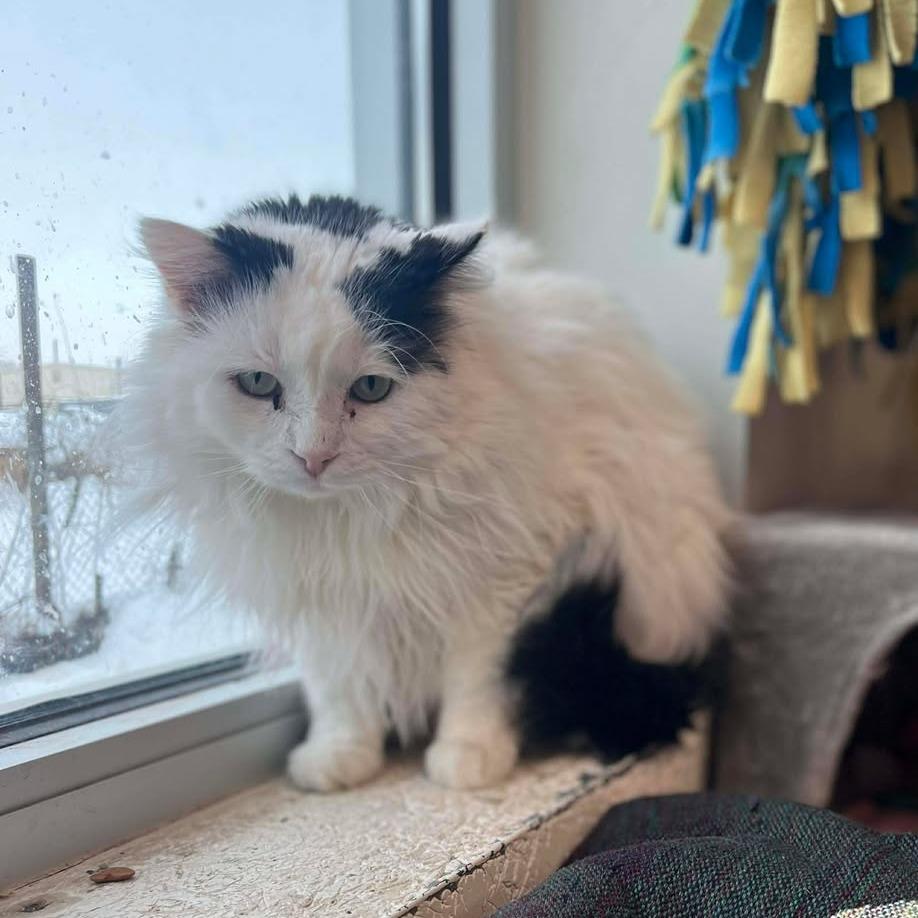 Enlarge Cliff, a Adoptable Domestic Medium Hair in Milan, IL image 2/3