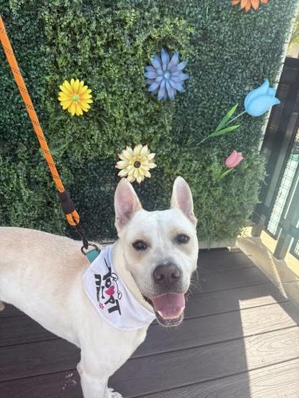 Herbie, Adoptable, Adult Male Labrador Retriever & Mixed Breed.