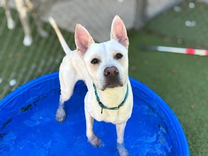 Herbie, Adoptable, Adult Male Labrador Retriever & Mixed Breed.
