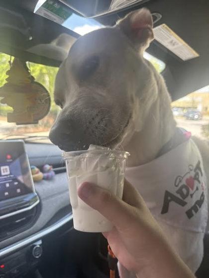 Enlarge Herbie, a Adoptable mixed breed in Gainesville, FL image 2/3