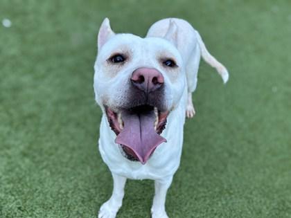 Herbie, Adoptable, Adult Male Labrador Retriever & Mixed Breed.