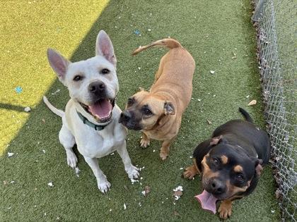 Enlarge Herbie, a Adoptable mixed breed in Gainesville, FL image 3/3