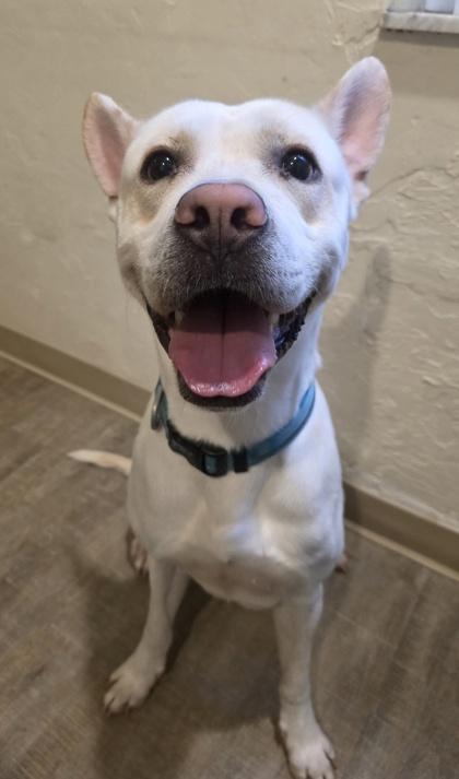 Herbie, a Adoptable mixed breed in Gainesville, FL image 2/2