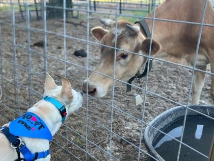 Enlarge Herbie, a Adoptable mixed breed in Gainesville, FL image 3/3