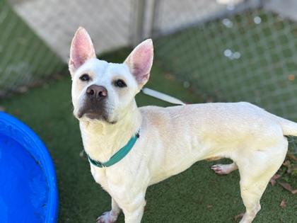 Herbie, a Adoptable mixed breed in Gainesville, FL image 3/3