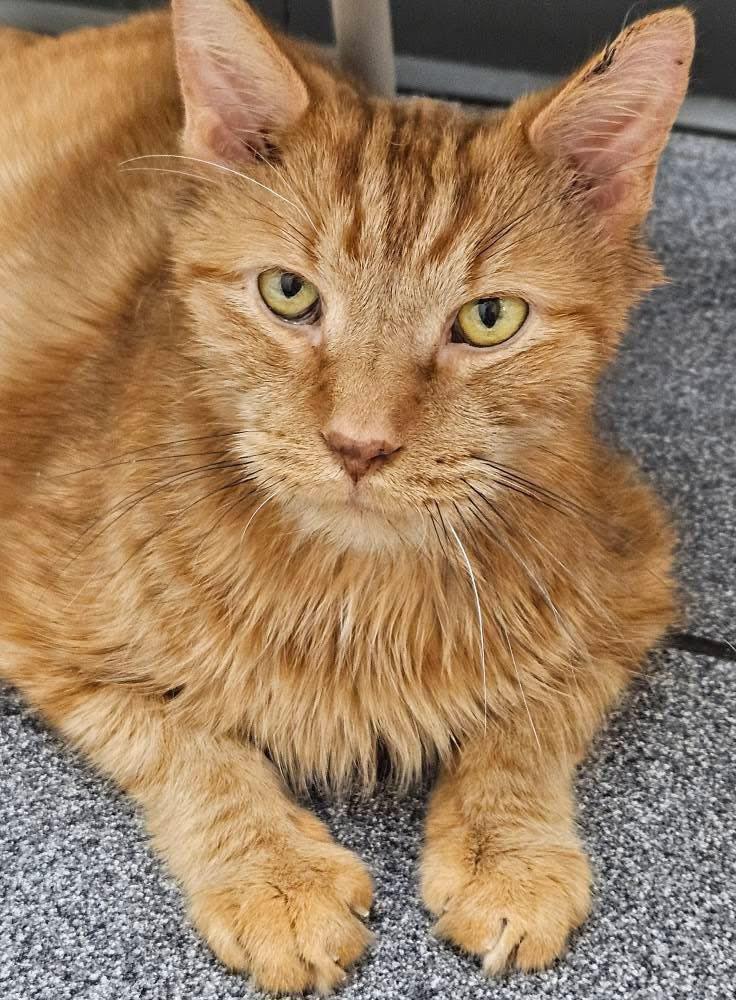 Enlarge Simba, a Adopted Domestic Short Hair in Harwinton, CT image 2/2