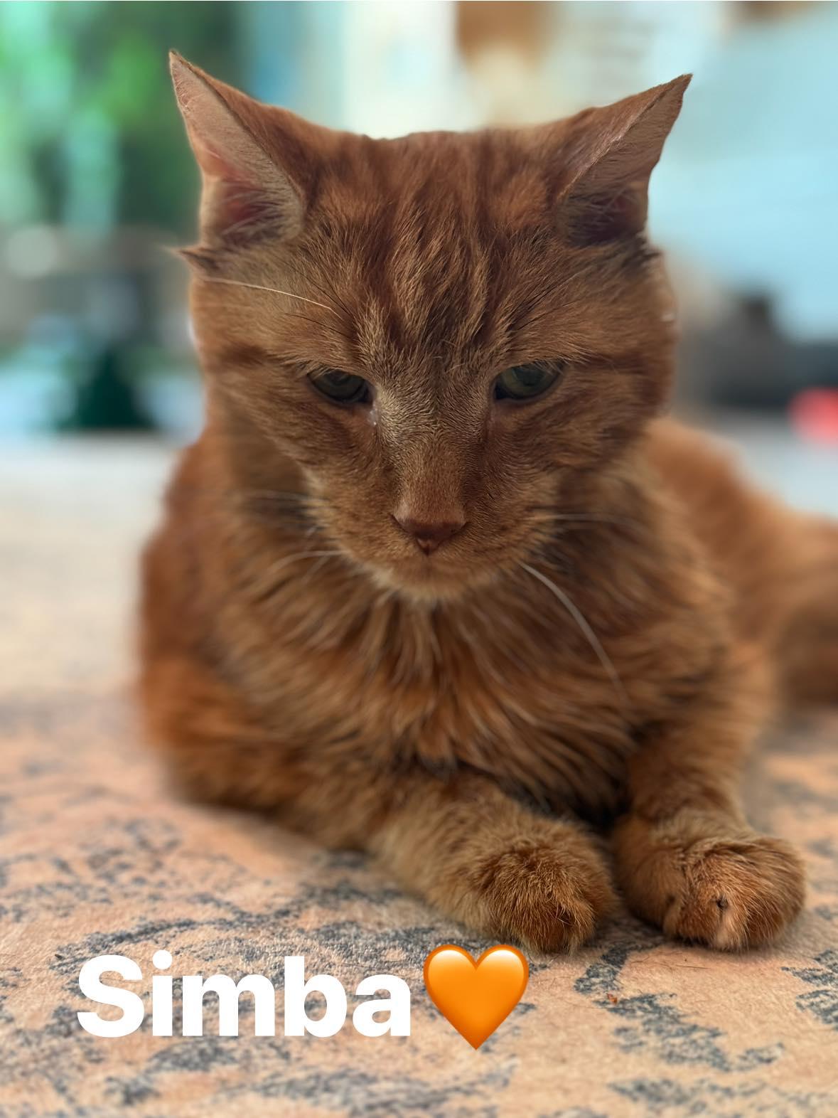 Simba, Adopted, Senior Male Domestic Short Hair.