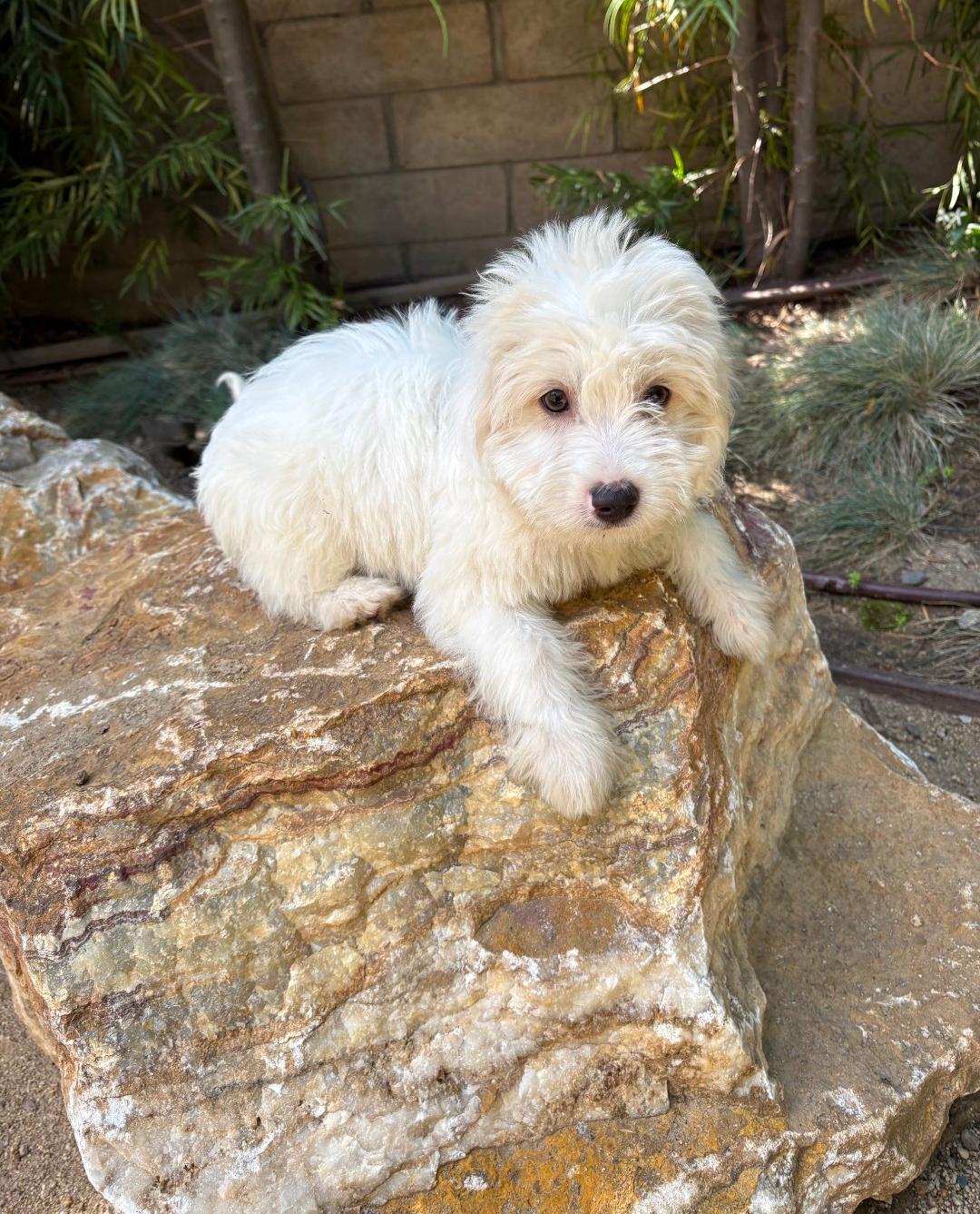 Enlarge Suzuki, a ADOPTABLE mixed breed in Thousand Oaks, CA image 2/2