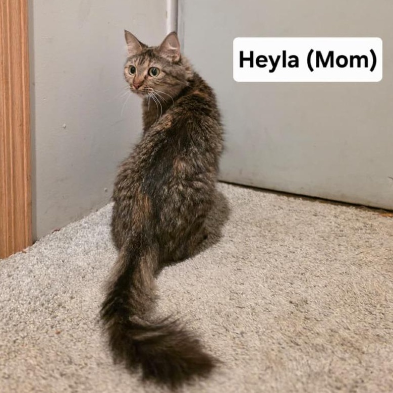 Enlarge Heyla C11889, a Adoptable Domestic Short Hair in St. Paul, MN image 1/2