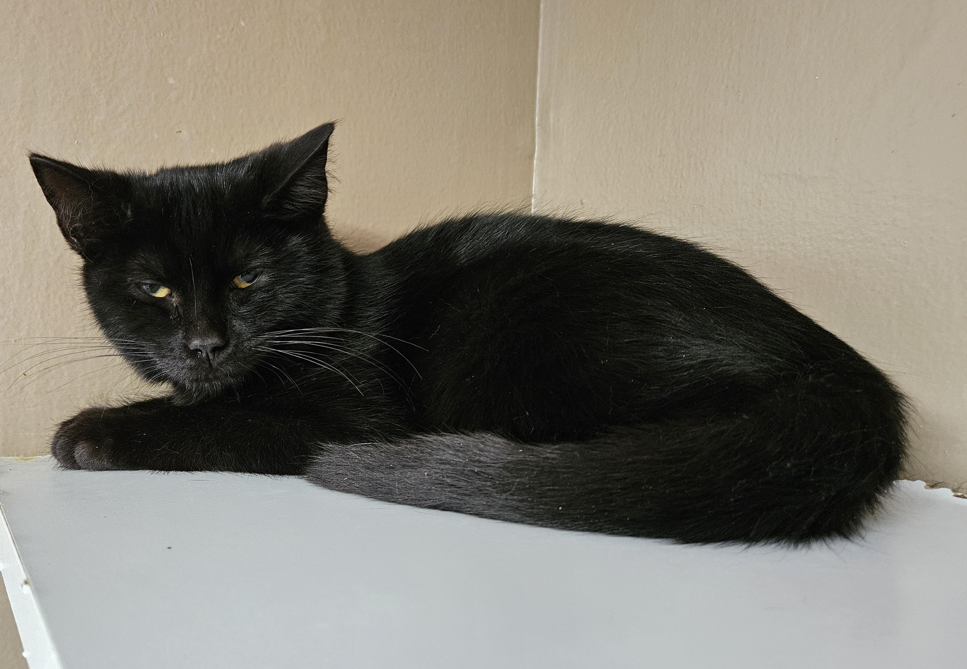 Enlarge Wishbone, a ADOPTABLE Domestic Medium Hair in Brockport, NY image 6/6