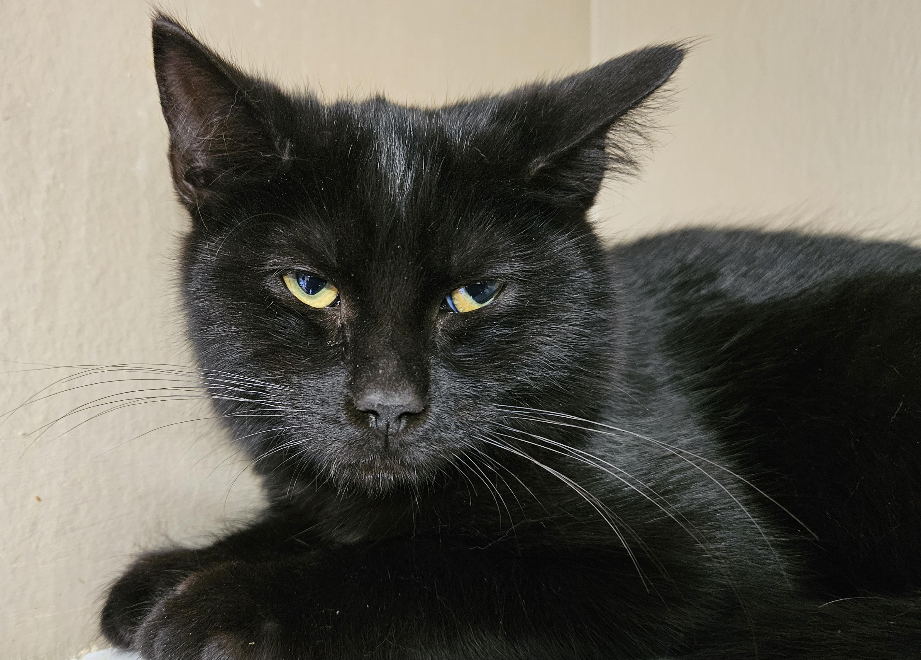 Enlarge Wishbone, a ADOPTABLE Domestic Medium Hair in Brockport, NY image 3/6
