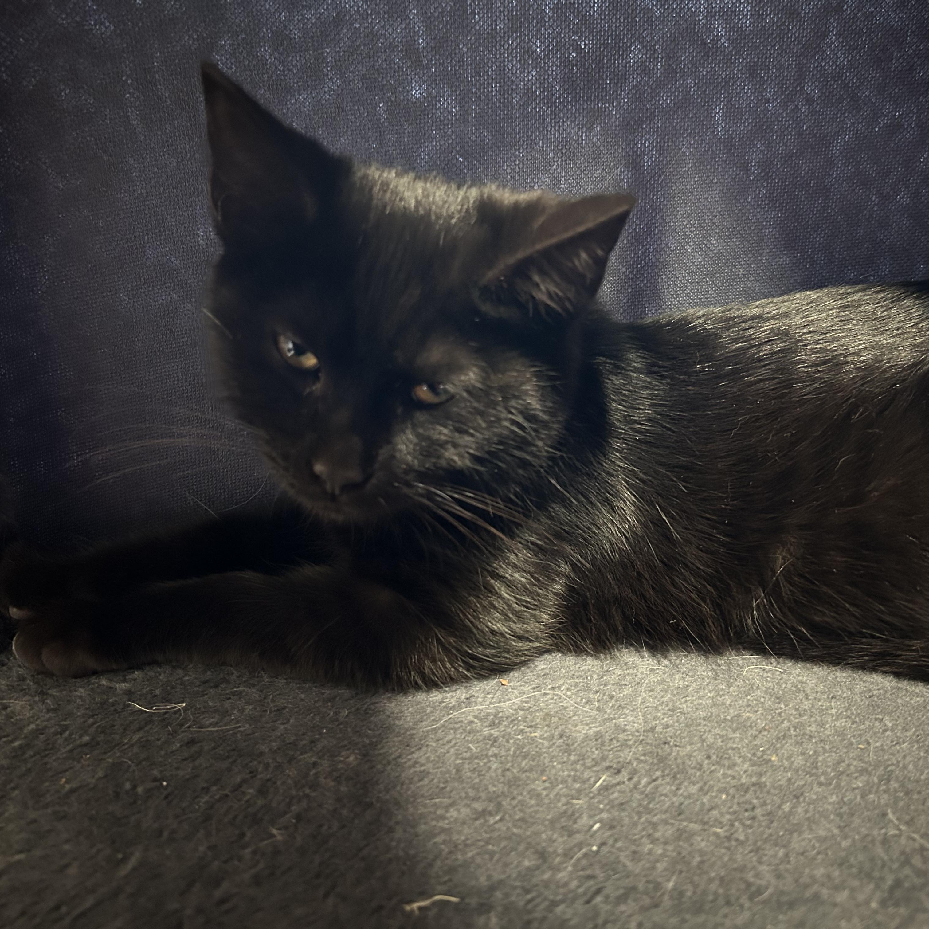 Wishbone thumbnail 2