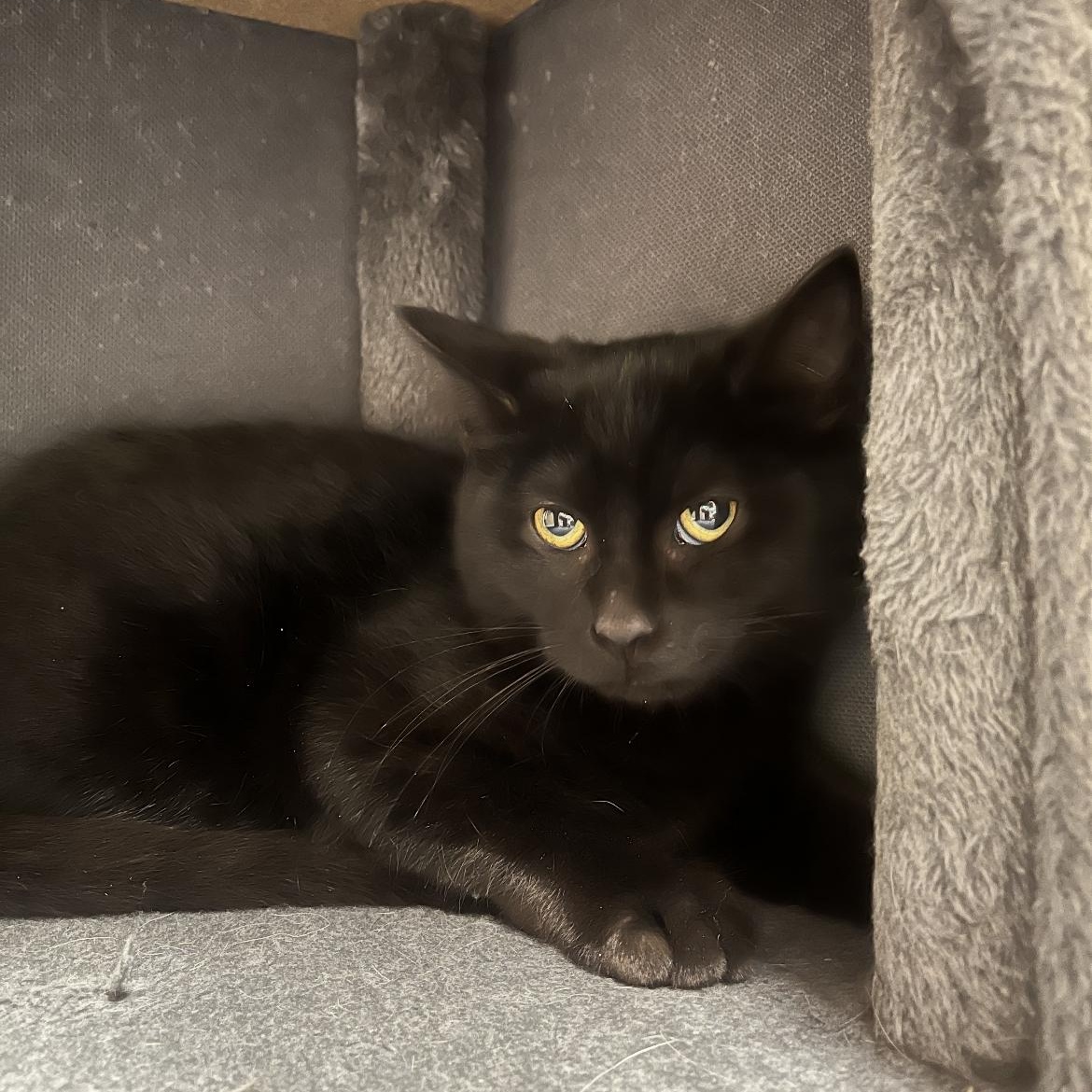 Enlarge Wishbone, a ADOPTABLE Domestic Medium Hair in Brockport, NY image 1/6