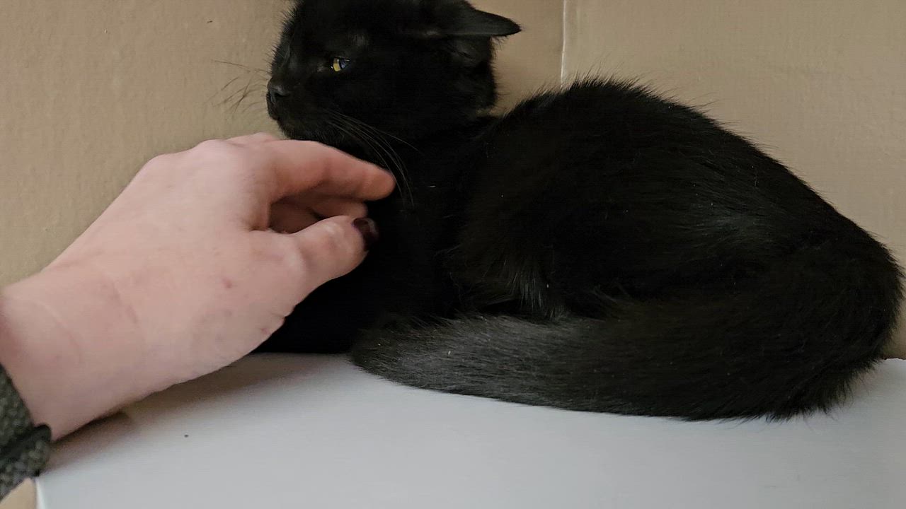 Enlarge Wishbone, a ADOPTABLE Domestic Medium Hair in Brockport, NY video 5/6