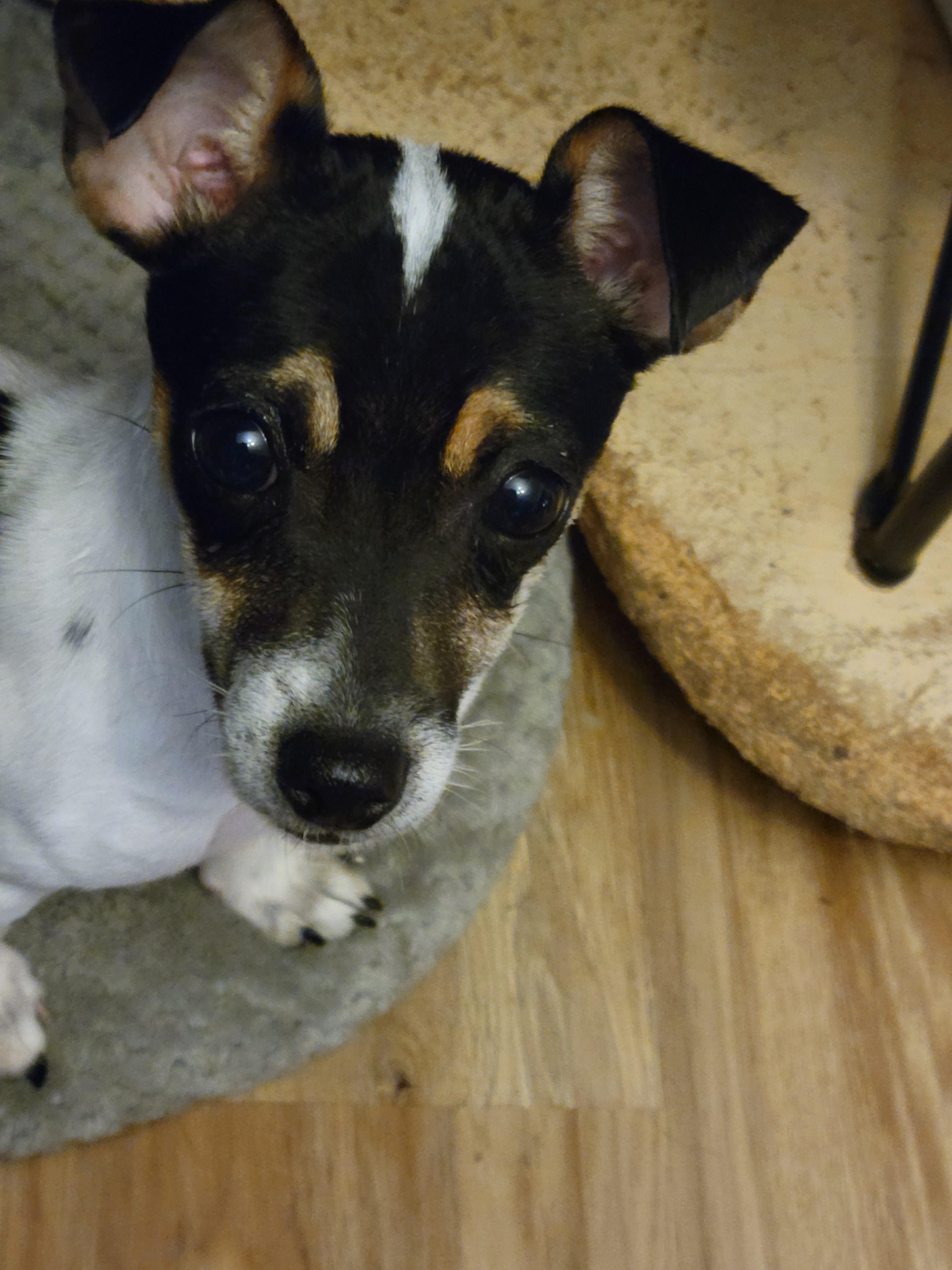 Enlarge Bella, an adopted mixed breed in Rocky Mount, NC image 3/3