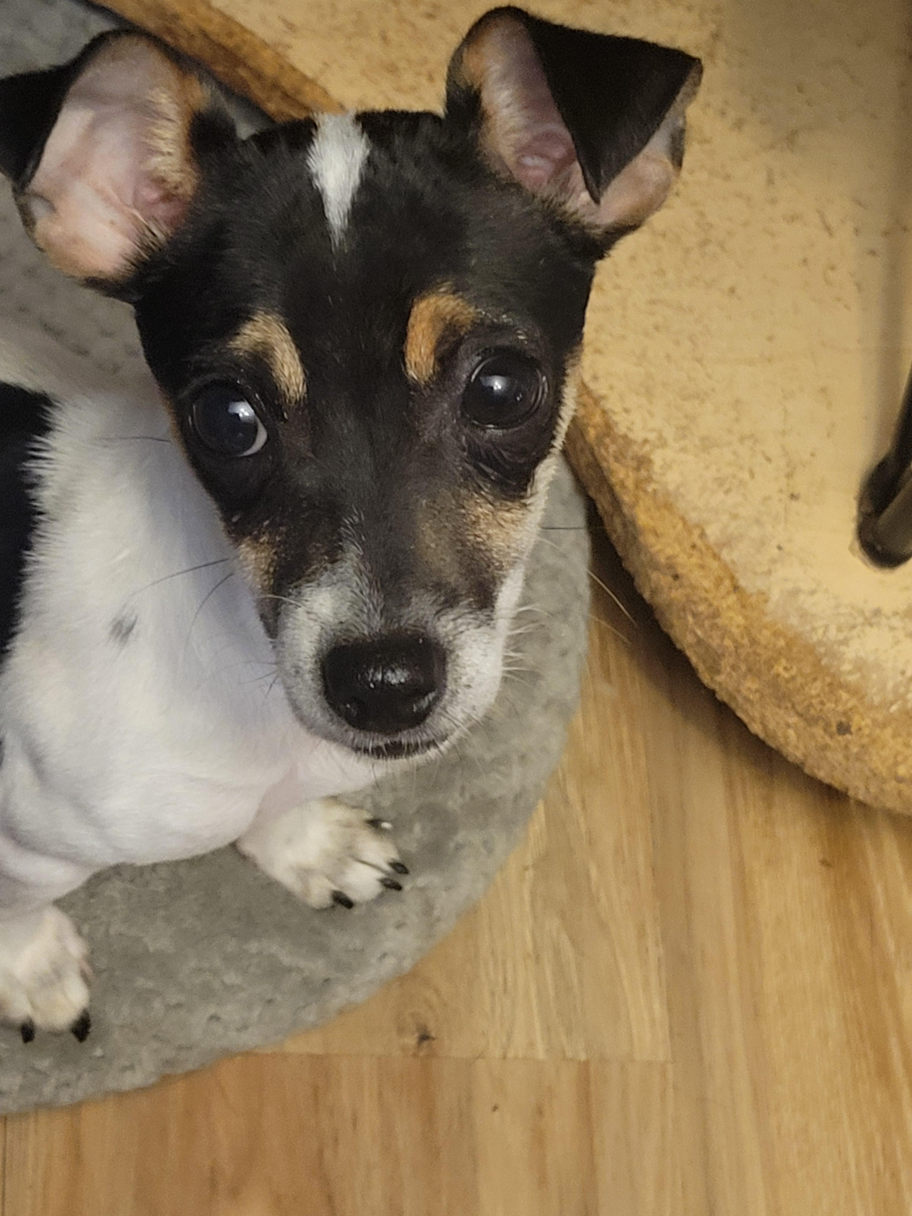 Enlarge Bella, an adopted mixed breed in Rocky Mount, NC image 1/3