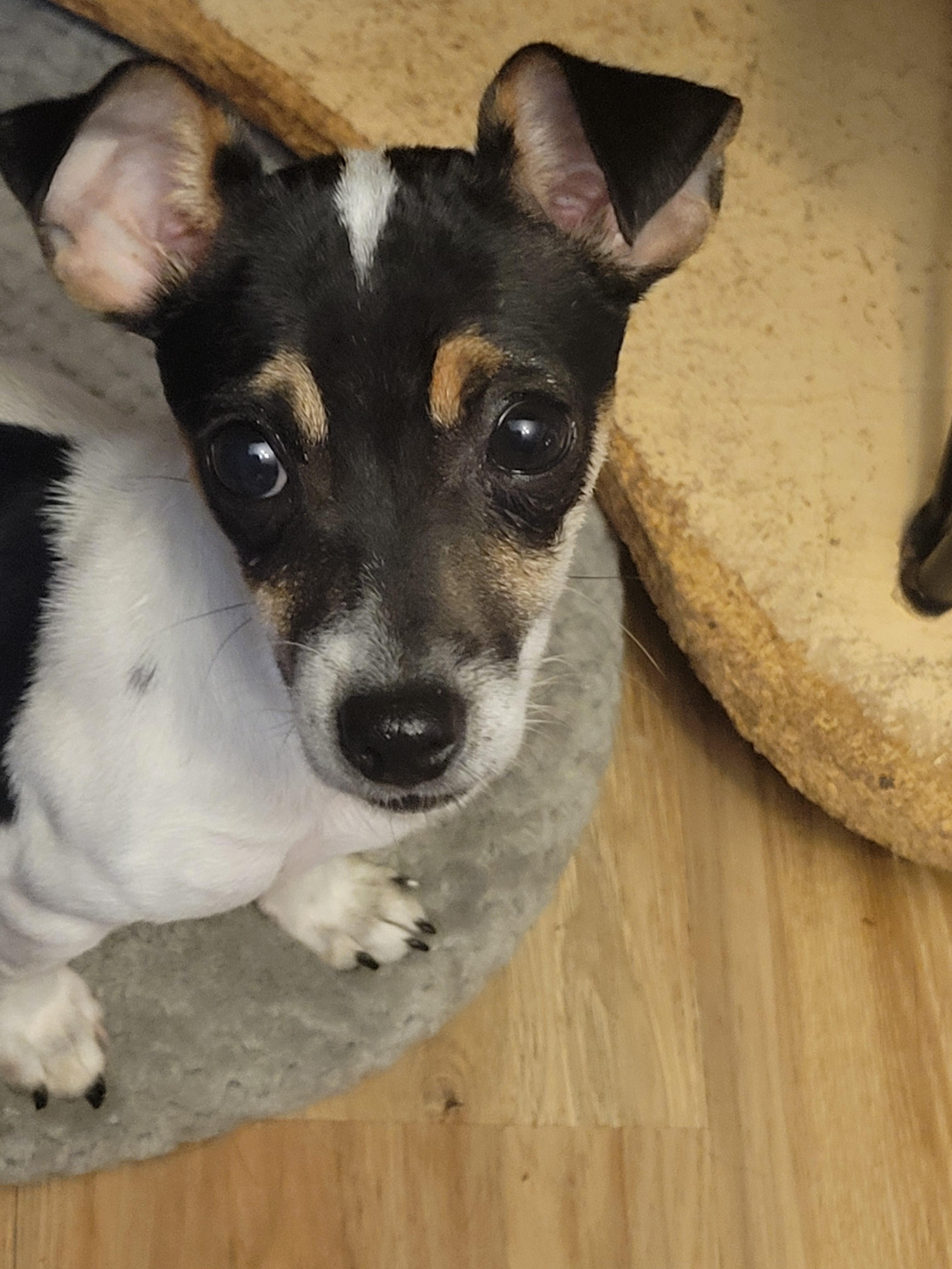 Enlarge Bella, an adopted mixed breed in Rocky Mount, NC image 2/3