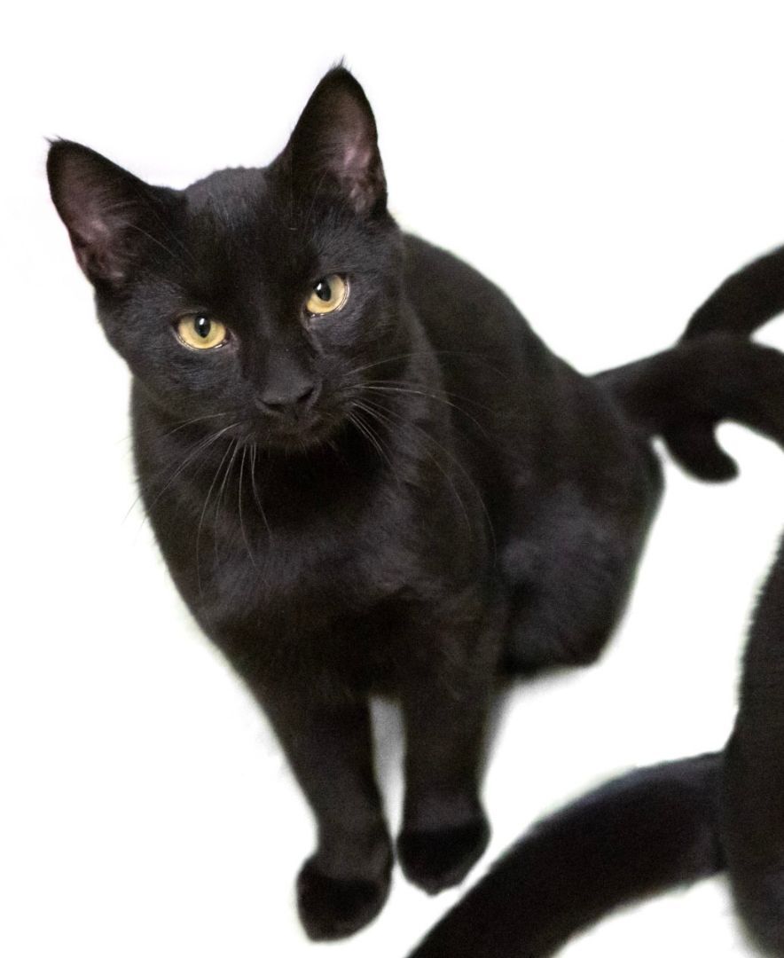 Aries, Adoptable, Adult Male Domestic Short Hair.