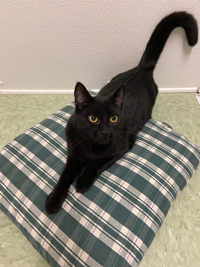 Enlarge Aries, a Adoptable Domestic Short Hair in Rochester, NY image 2/8