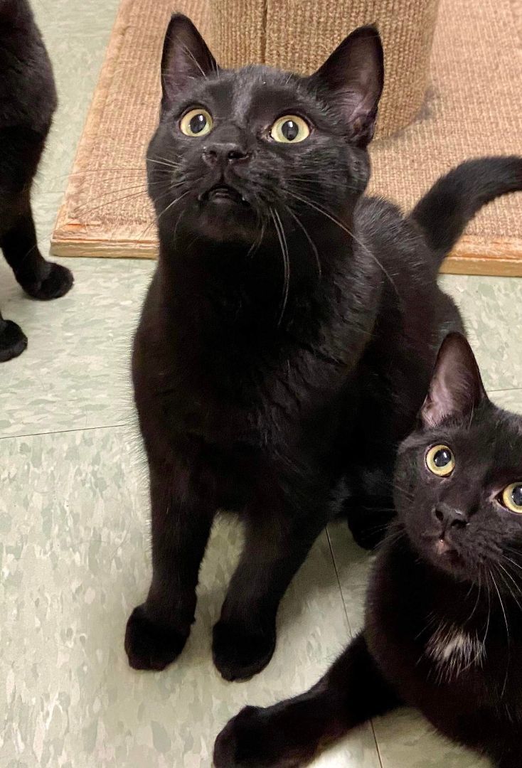 Enlarge Aries, a Adoptable Domestic Short Hair in Rochester, NY image 3/8