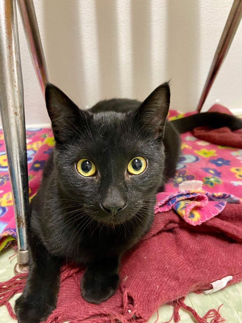 Enlarge Aries, a Adoptable Domestic Short Hair in Rochester, NY image 4/8