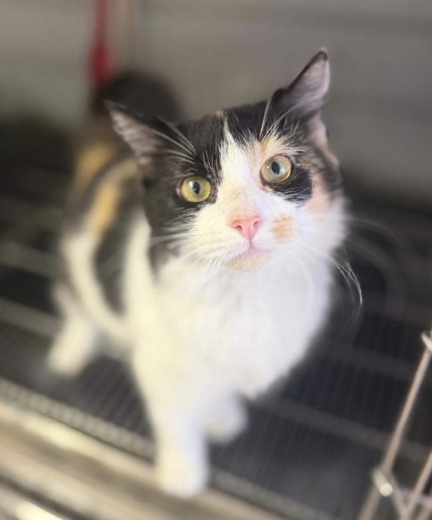 Enlarge Calimar - The Celestial Calico, a Adopted mixed breed in West Valley City, UT image 4/6