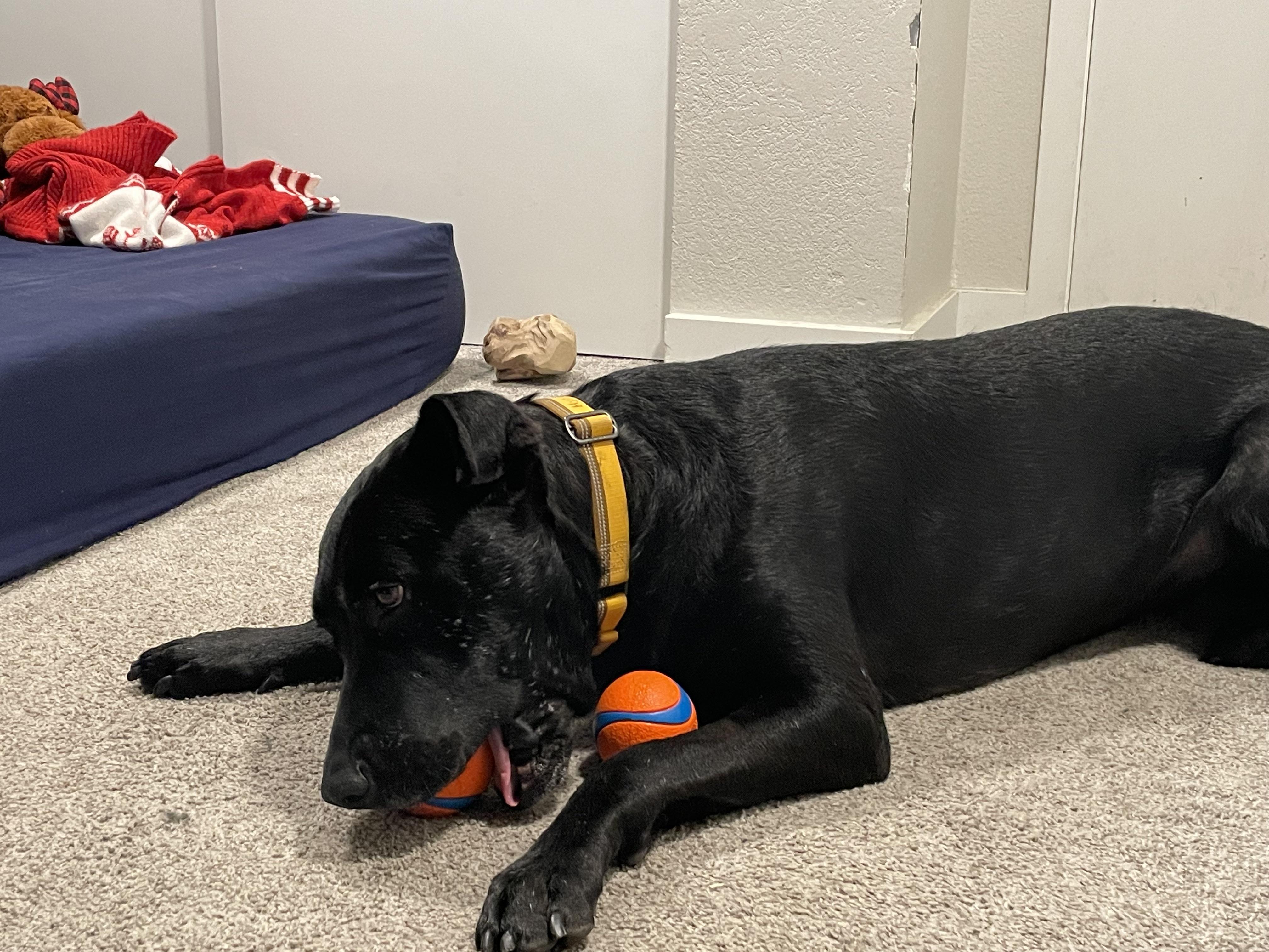 Brilliant Buddy, a Adoptable mixed breed in Issaquah, WA image 3/5