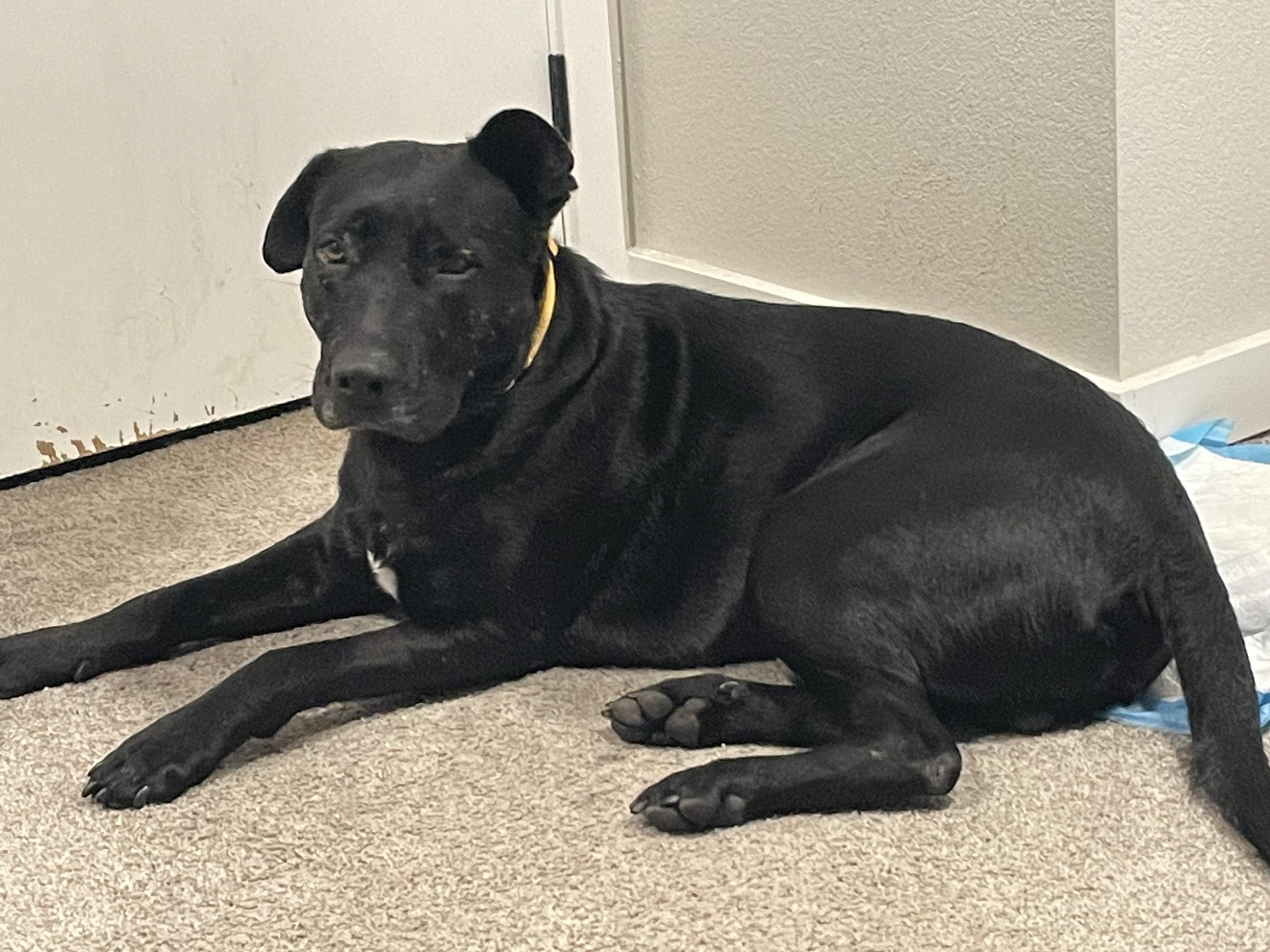 Brilliant Buddy, a Adoptable mixed breed in Issaquah, WA image 1/5