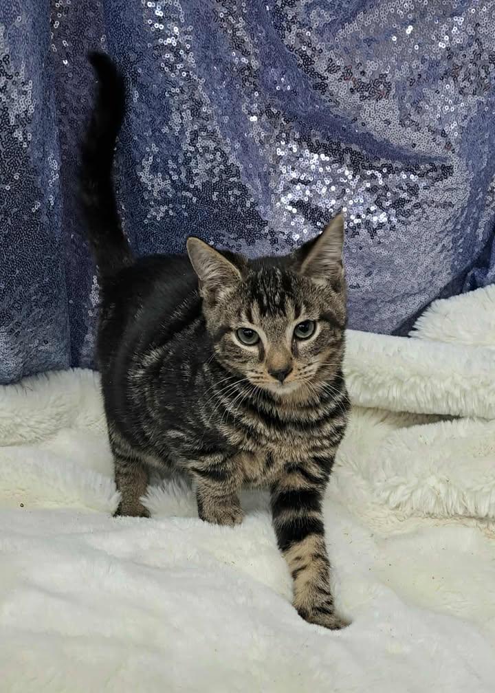 Enlarge Pumpernickel, a Adopted Domestic Short Hair in Clarkesville, GA image 1/1