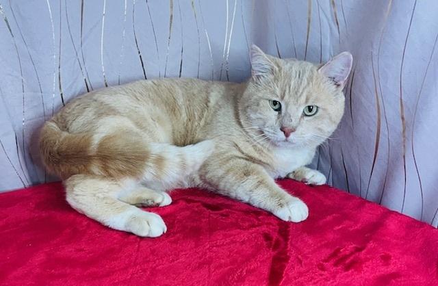 Meow Meow, a Adoptable Domestic Short Hair in Long Beach, MS image 1/3