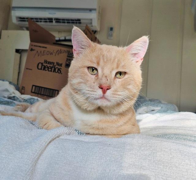 Meow Meow, a Adoptable Domestic Short Hair in Long Beach, MS image 2/3