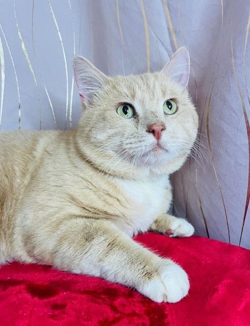 Meow Meow, a Adoptable Domestic Short Hair in Long Beach, MS image 3/3