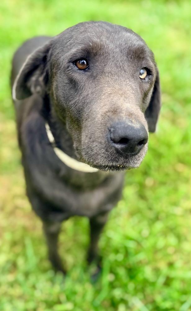 Collinstrem / Riley, Adoptable, Adult Female Labrador Retriever.