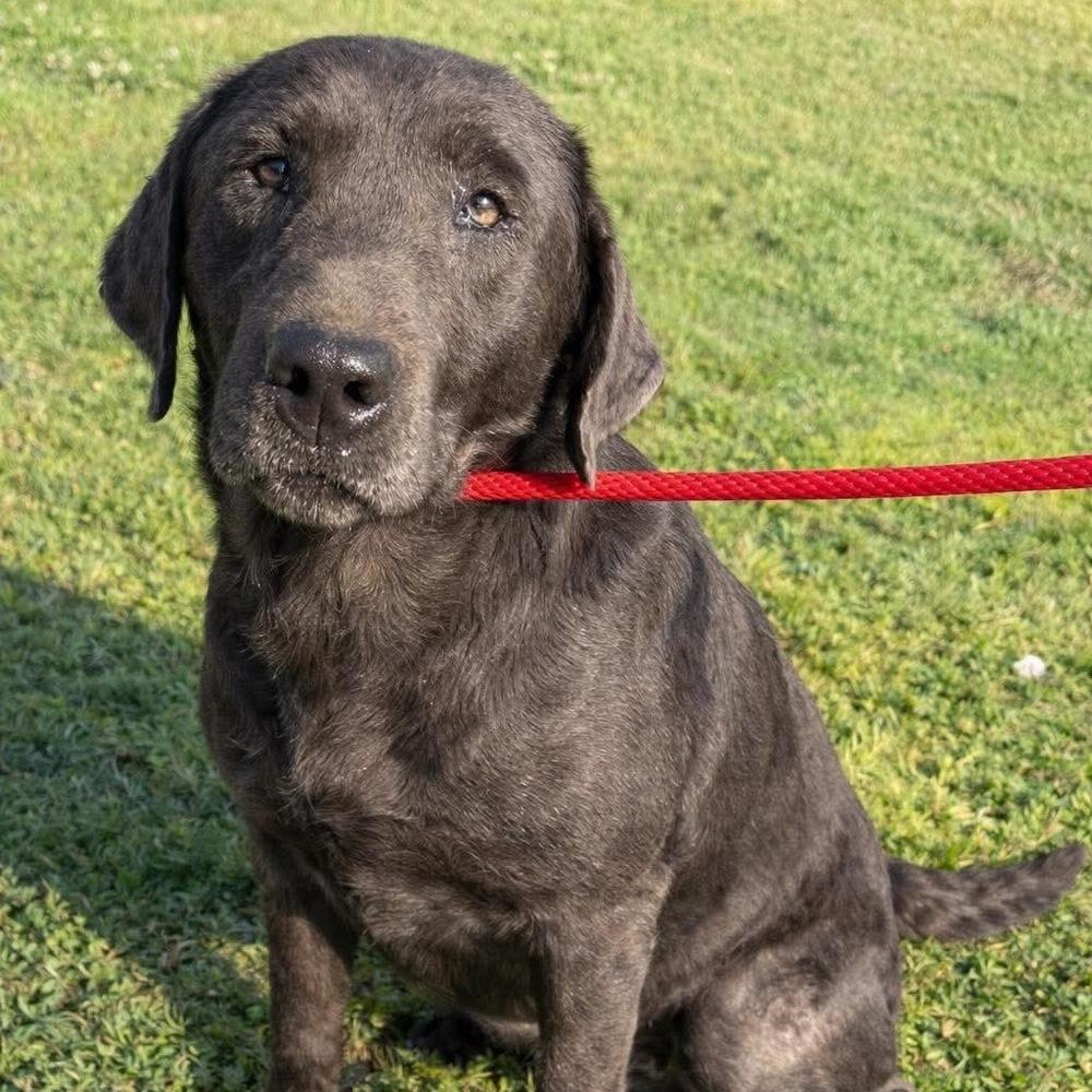 Collinstrem / Riley, Adoptable, Adult Female Labrador Retriever.