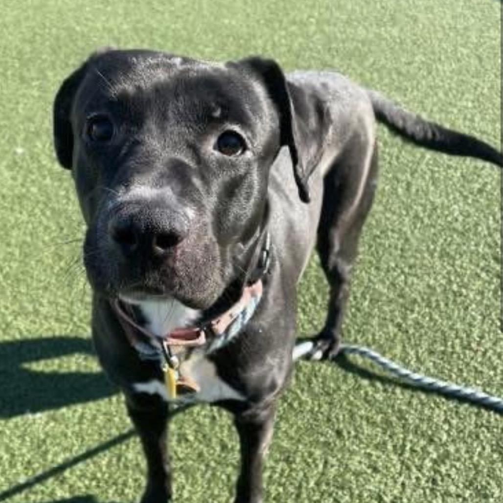 Pascha, Adoptable, Adult Female Black Labrador Retriever & Mixed Breed.
