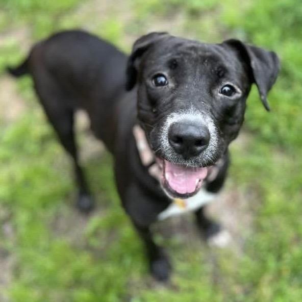 Pascha, a Adoptable mixed breed in Avon, OH image 2/6
