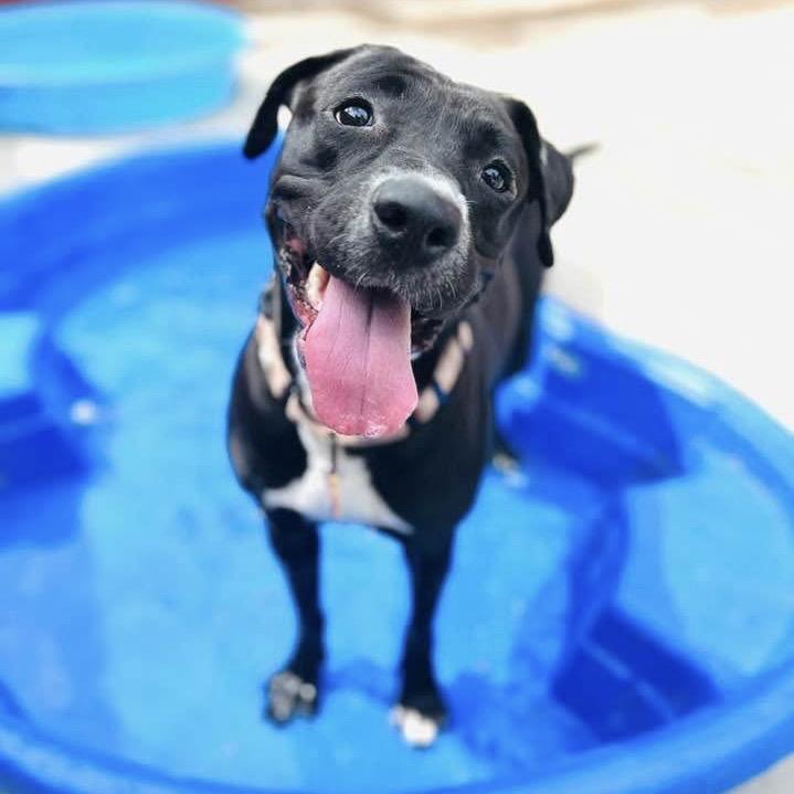 Pascha, a Adoptable mixed breed in Avon, OH image 3/6