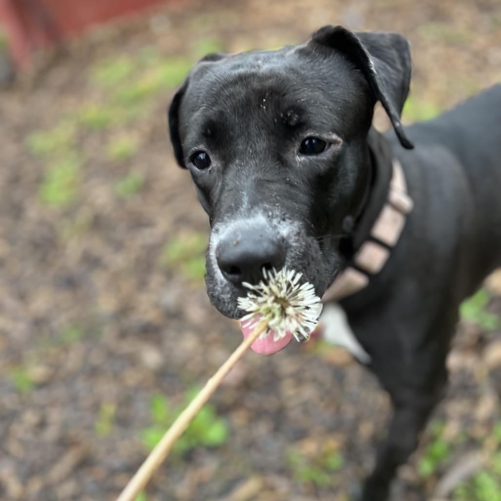 Pascha, a Adoptable mixed breed in Avon, OH image 4/6