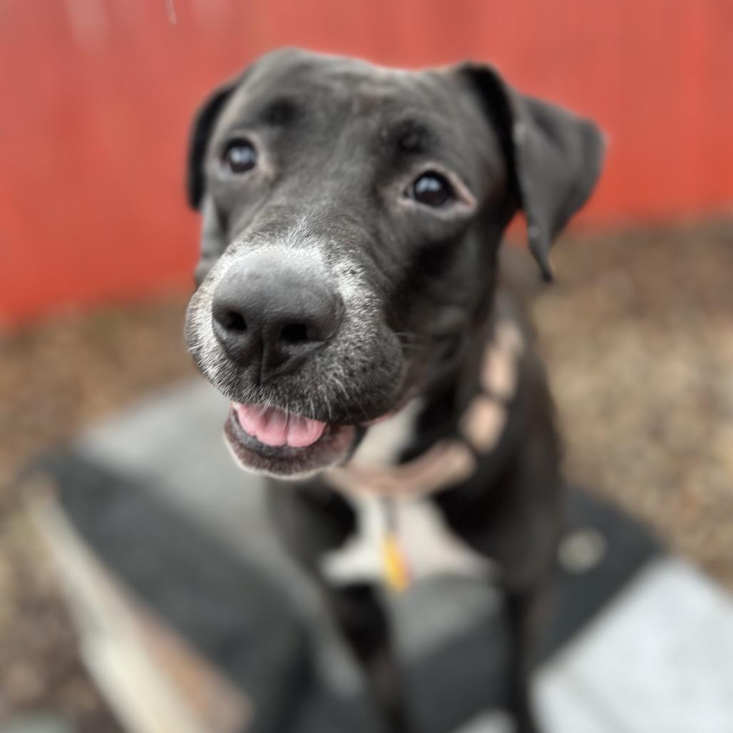 Pascha, a Adoptable mixed breed in Avon, OH image 5/6